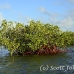 mangroves_jar_h_0393_cub2123.jpg